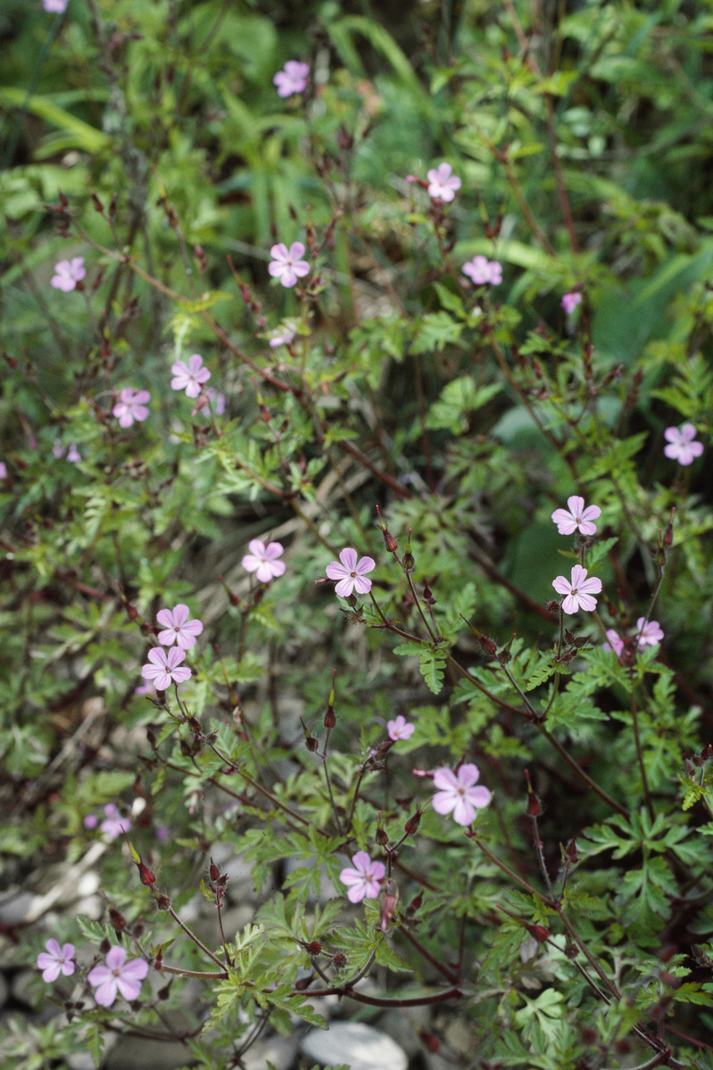 Stinkender Storchschnabel