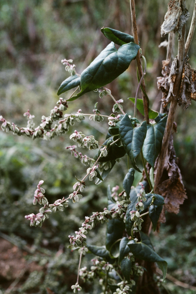 Windenknöterich (Fallopia convolvulus) - Sämereien für Vögel