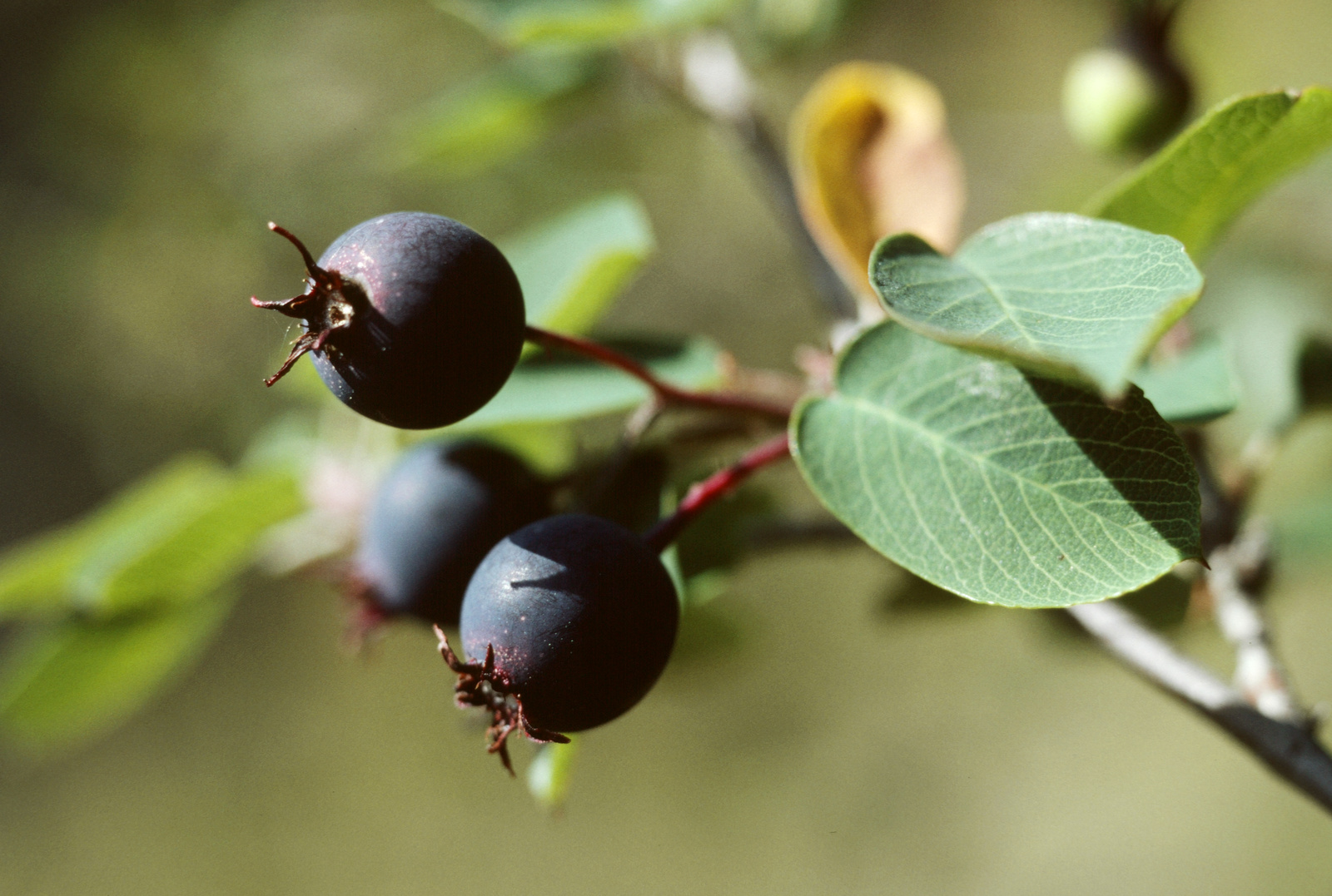 Gewöhnliche Felsenbirne (Amelanchier) - Süßes Beerenfutter für Vögel