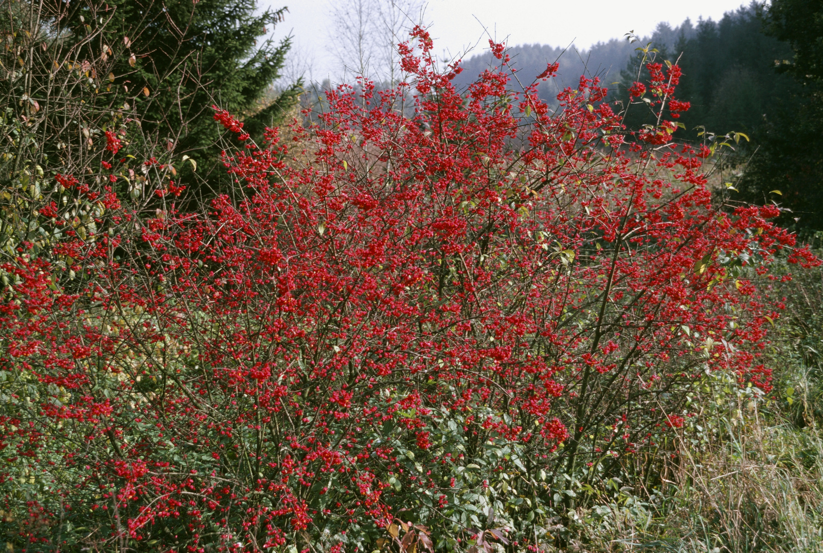 Gemeiner Spindelbaum Pfaffenhütchen (Euonymus europaeus) - Natürliches Winterfutter