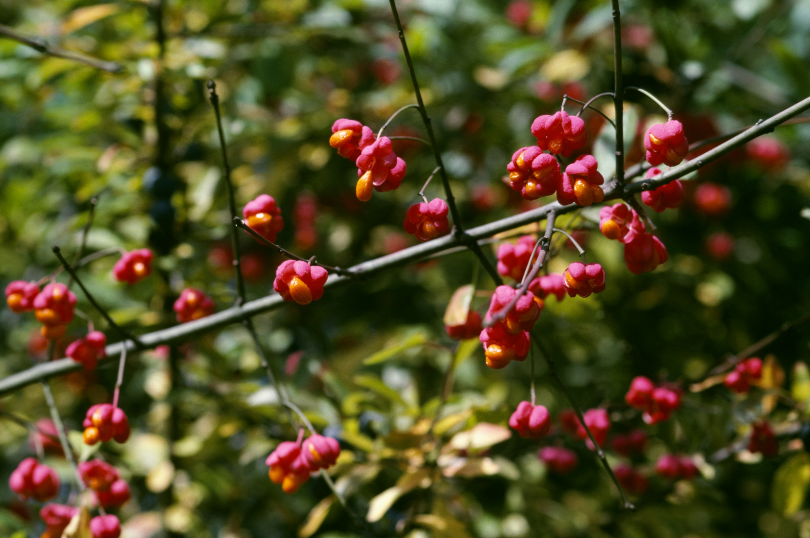 Gemeiner Spindelbaum Pfaffenhütchen (Euonymus europaeus) - Natürliches Winterfutter