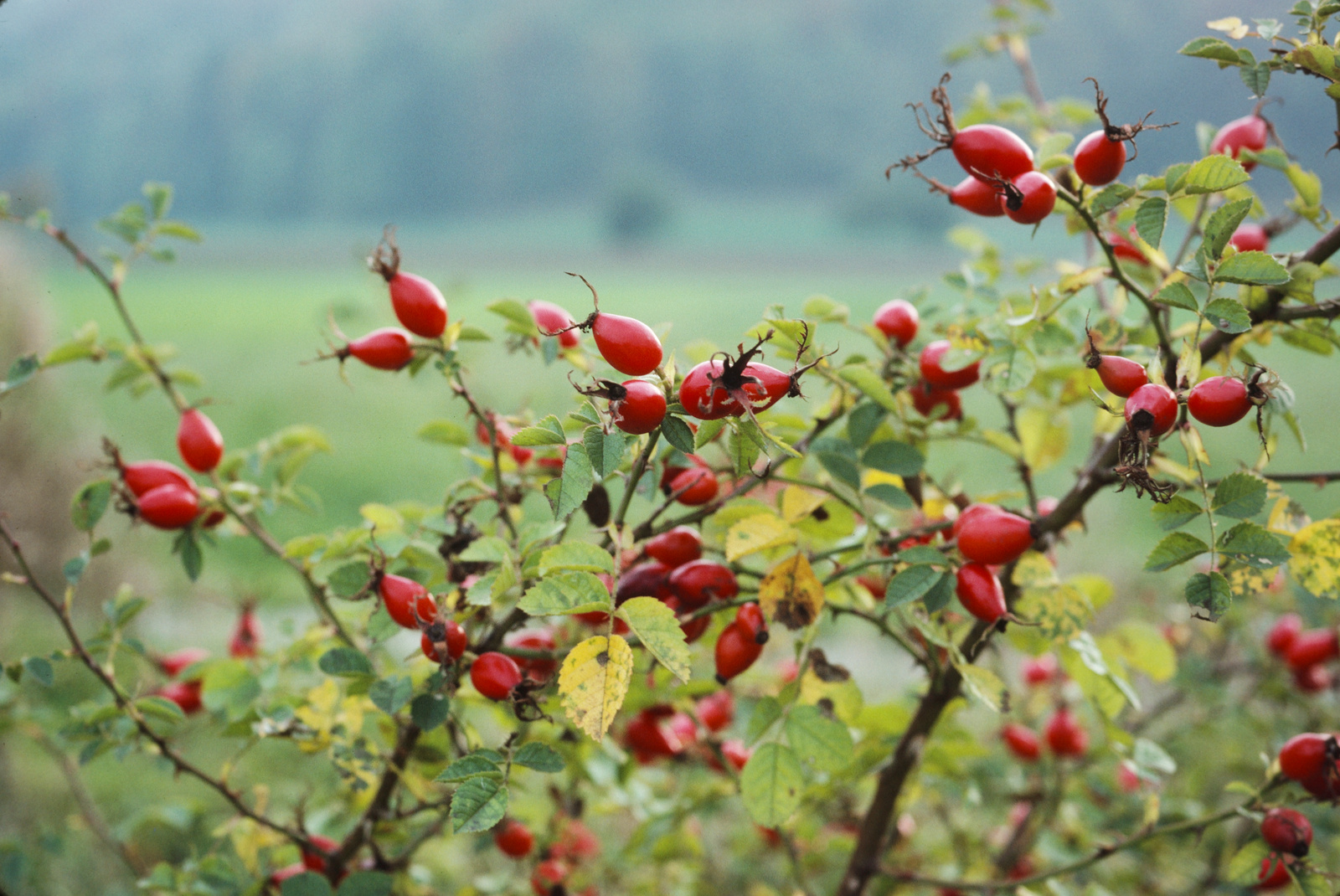 Hagebutte (Rosa canina) - Wertvolles Winterfutter für Finken
