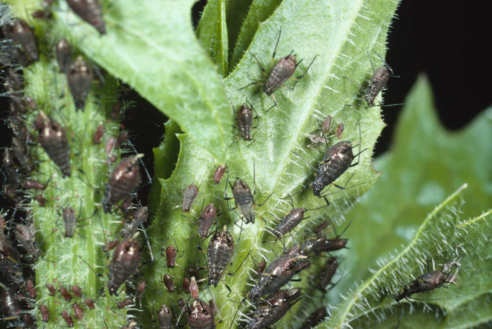Blattläuse (Aphidoidea) - Natürliches Lebendfutter für Jungvögel