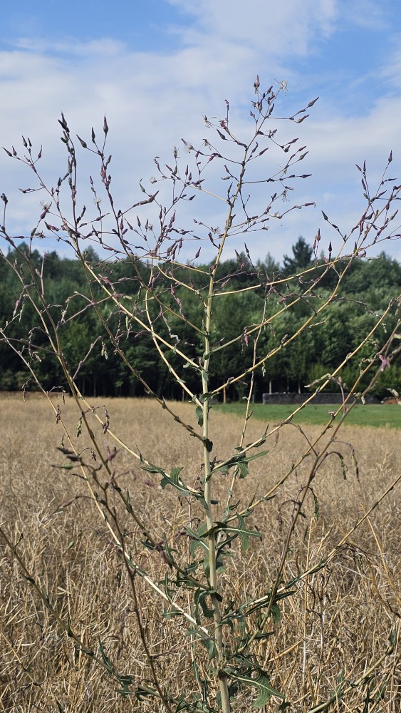 Stachel-Lattich im Futterpflanzen-Lexikon