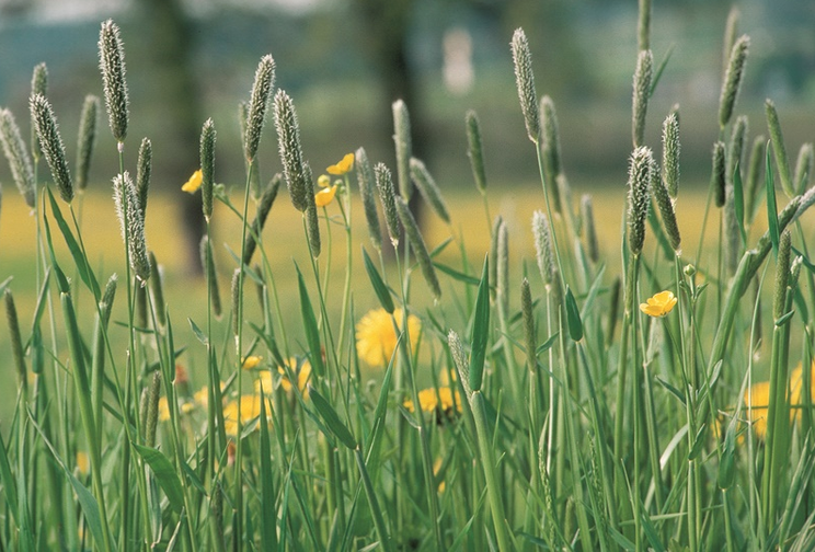 Wiesenfuchsschwanz (Alopecurus pratensis) - frühes Futtergras für Cardueliden