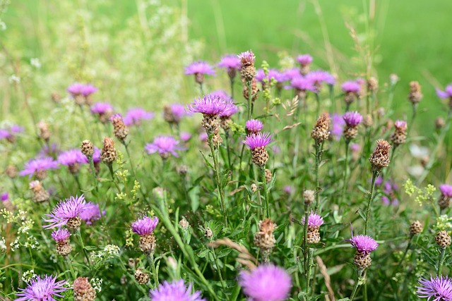 Wiesen-Flockenblume (Centaurea jacea) - Natürliches Herbstfutter für Zeisige und Stieglitze
