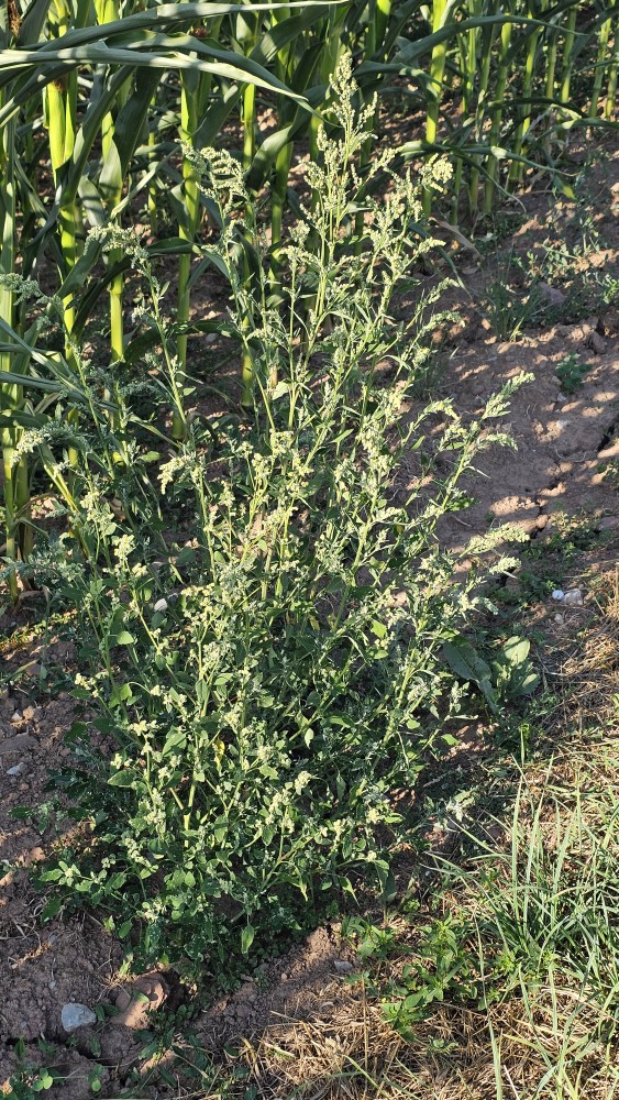 Weißer Gänsefuß (Chenopodium album) - Wildkraut für Girlitze und Zeisige