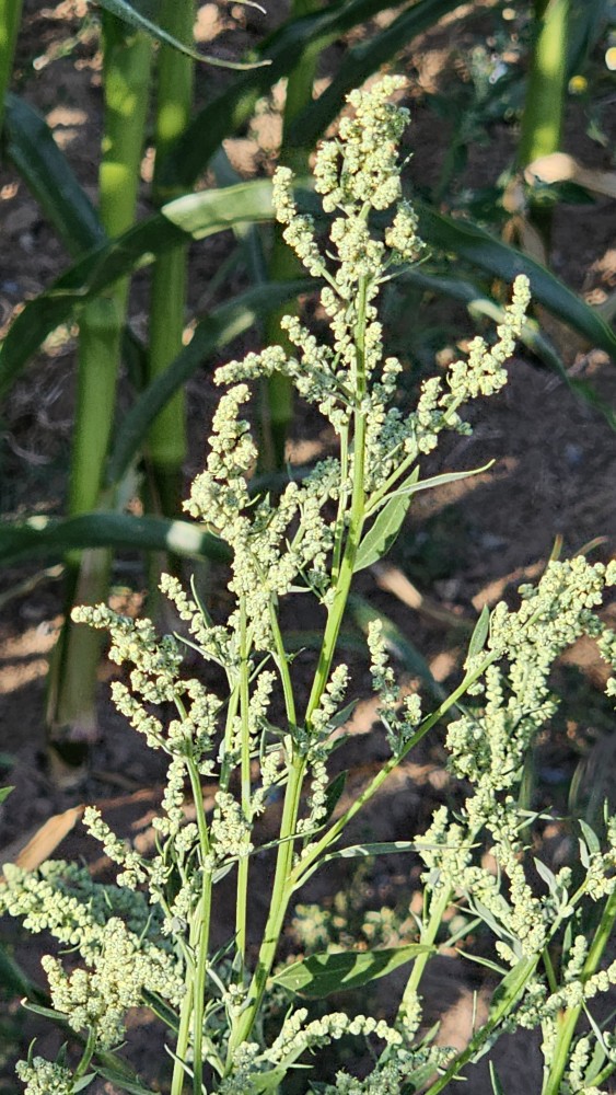 Weißer Gänsefuß (Chenopodium album) - Wildkraut für Girlitze und Zeisige