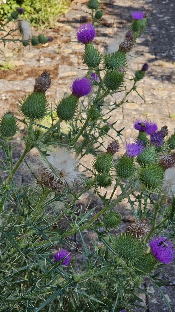 Gemeine Kratzdistel (Cirsium vulgare) - Wertvolles Distelfutter