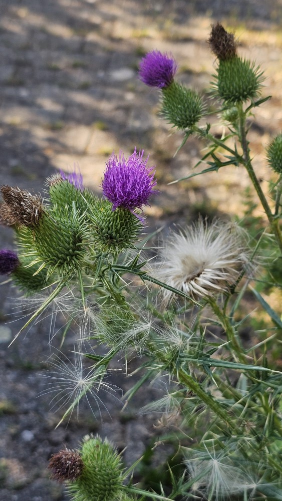 Gemeine Kratzdistel (Cirsium vulgare) - Wertvolles Distelfutter