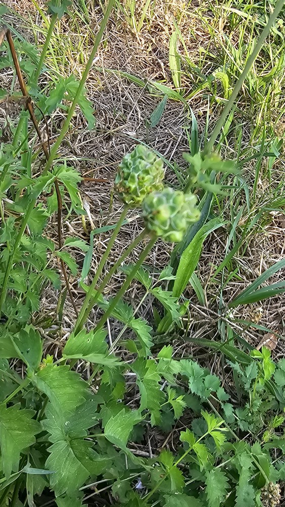 Großer Wiesenknopf detaillierte Nahaufnahme