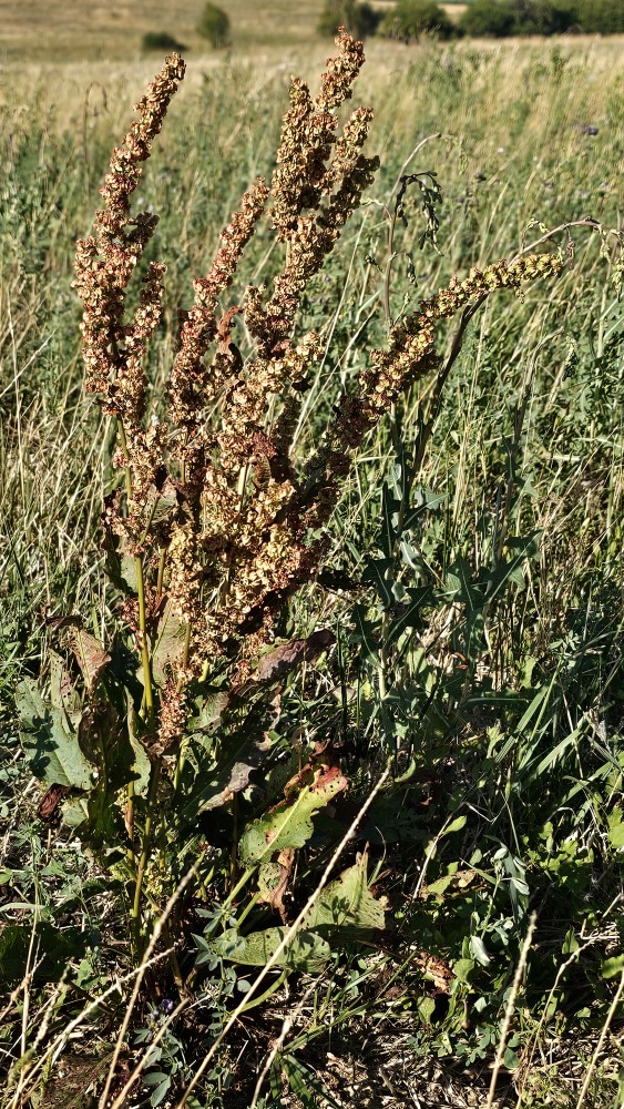 Stumpfblättriger Ampfer (Rumex obtusifolius) - Futterpflanze für Finken