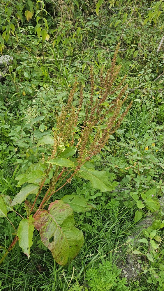 Stumpfblättriger Ampfer (Rumex obtusifolius) - Futterpflanze für Finken