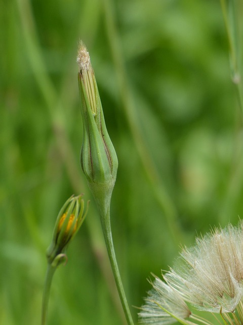 Wiesen-Bocksbart Samenstand Detail