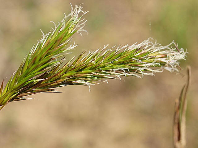 Gewöhnliches Ruchgras auf der Wildwiese