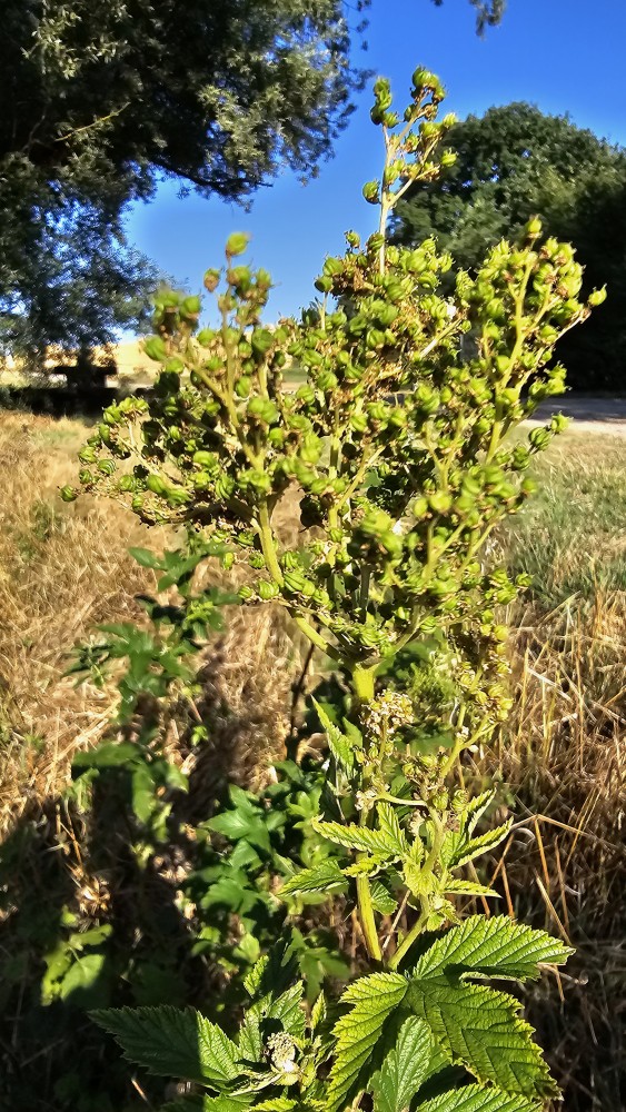 Echtes Mädesüß (Filipendula ulmaria) Spierstaude für Finken