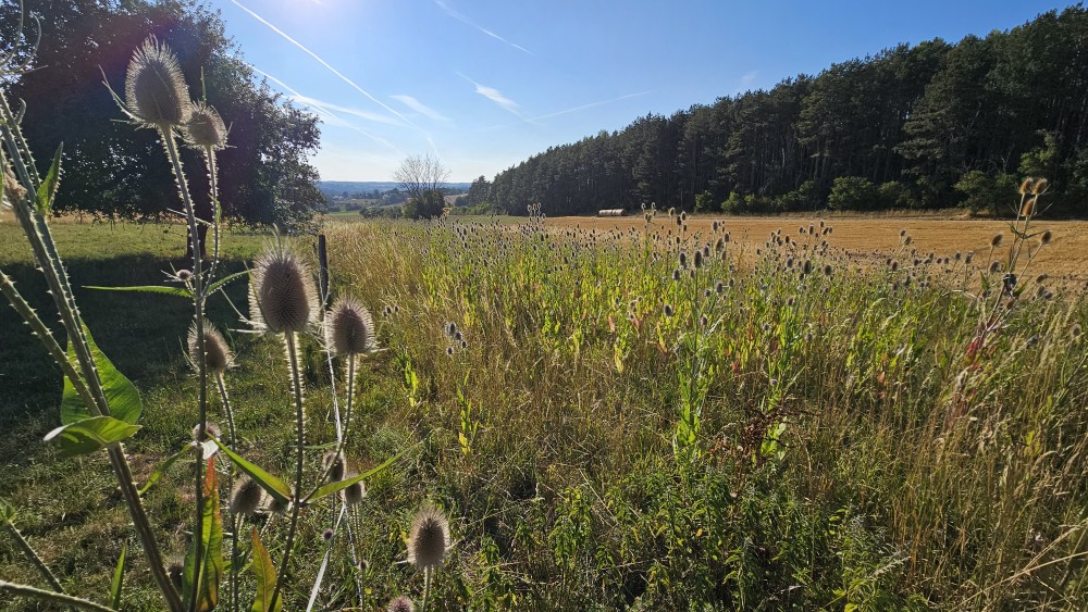 Wilde Karde Stachelkopf mit Vogelfutter-Samen