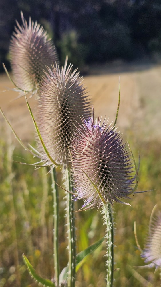 Wilde Karde (Dipsacus fullonum) - Markante Stachelköpfe als Stieglitz- und Zeisigfutter