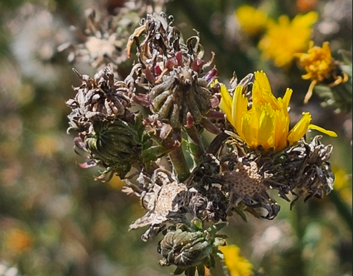 Gewöhnliches Bitterkraut (Picris hieracioides) - Futterpflanze für Vögel