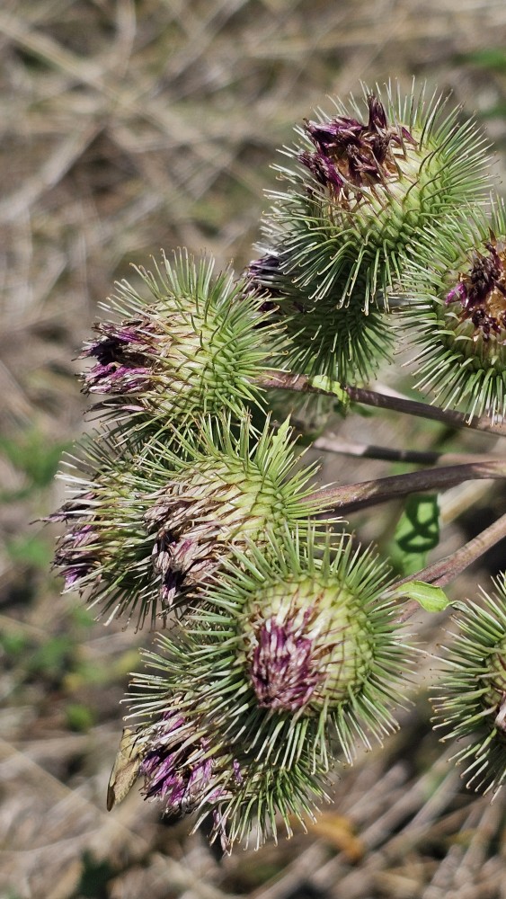 Große Klette (Arctium lappa) - Vogelfutter für Stieglitze