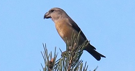 Kiefernkreuzschnabel