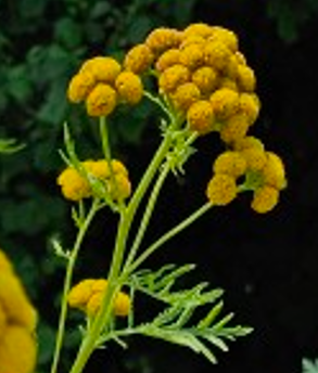 Gemeiner Rainfarn (Tanacetum vulgare) - Spätfutter für Zeisige