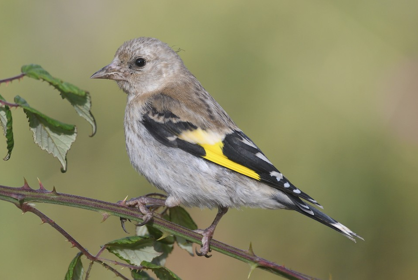 Stieglitz