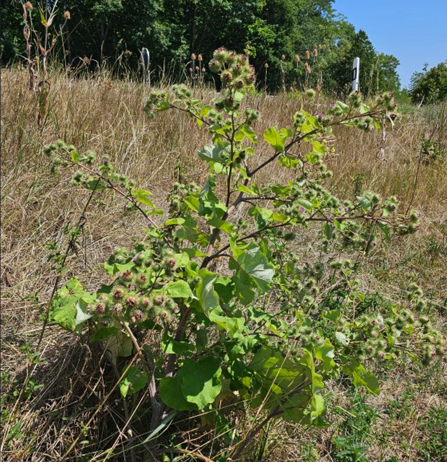 Große Klette (Arctium lappa) - Vogelfutter für Stieglitze