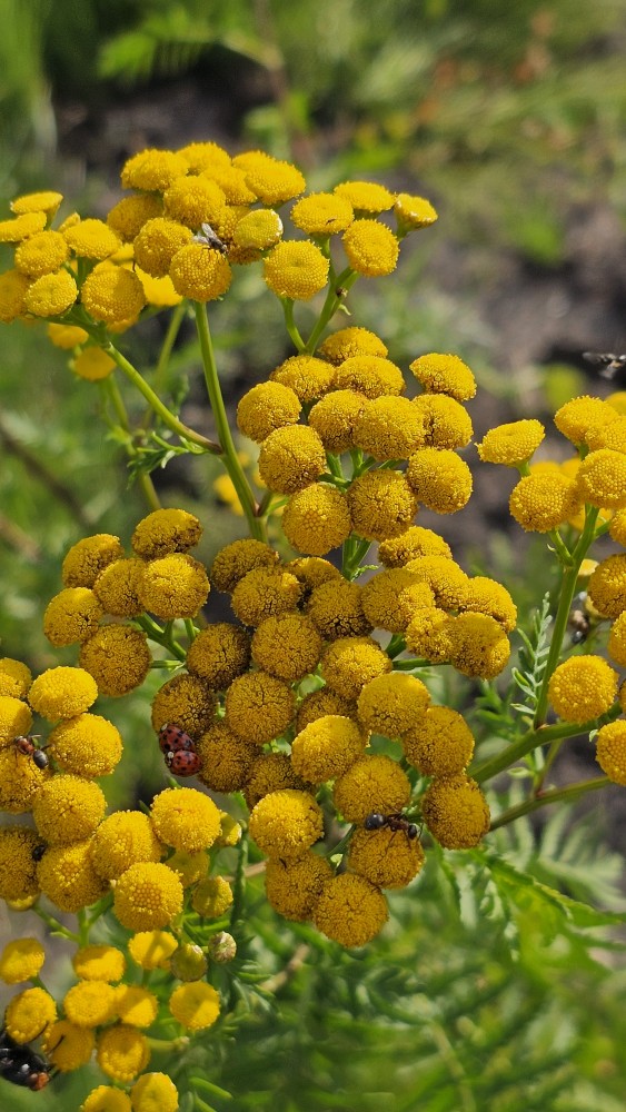 Gemeiner Rainfarn (Tanacetum vulgare) - Spätfutter für Zeisige