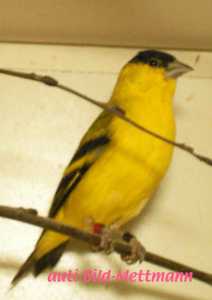yarrellii 1,0 02 Birldhouse yarrellii 1,0 02 Birldhouse