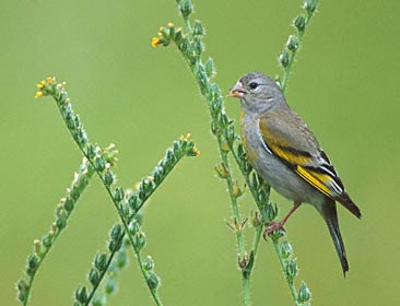 female female