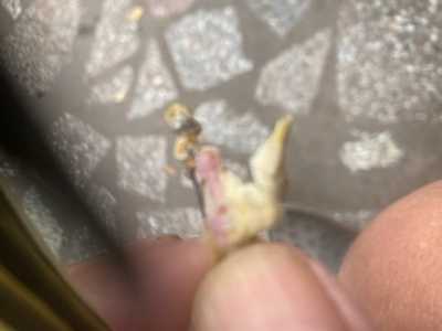 IMG 4110 IMG 4110